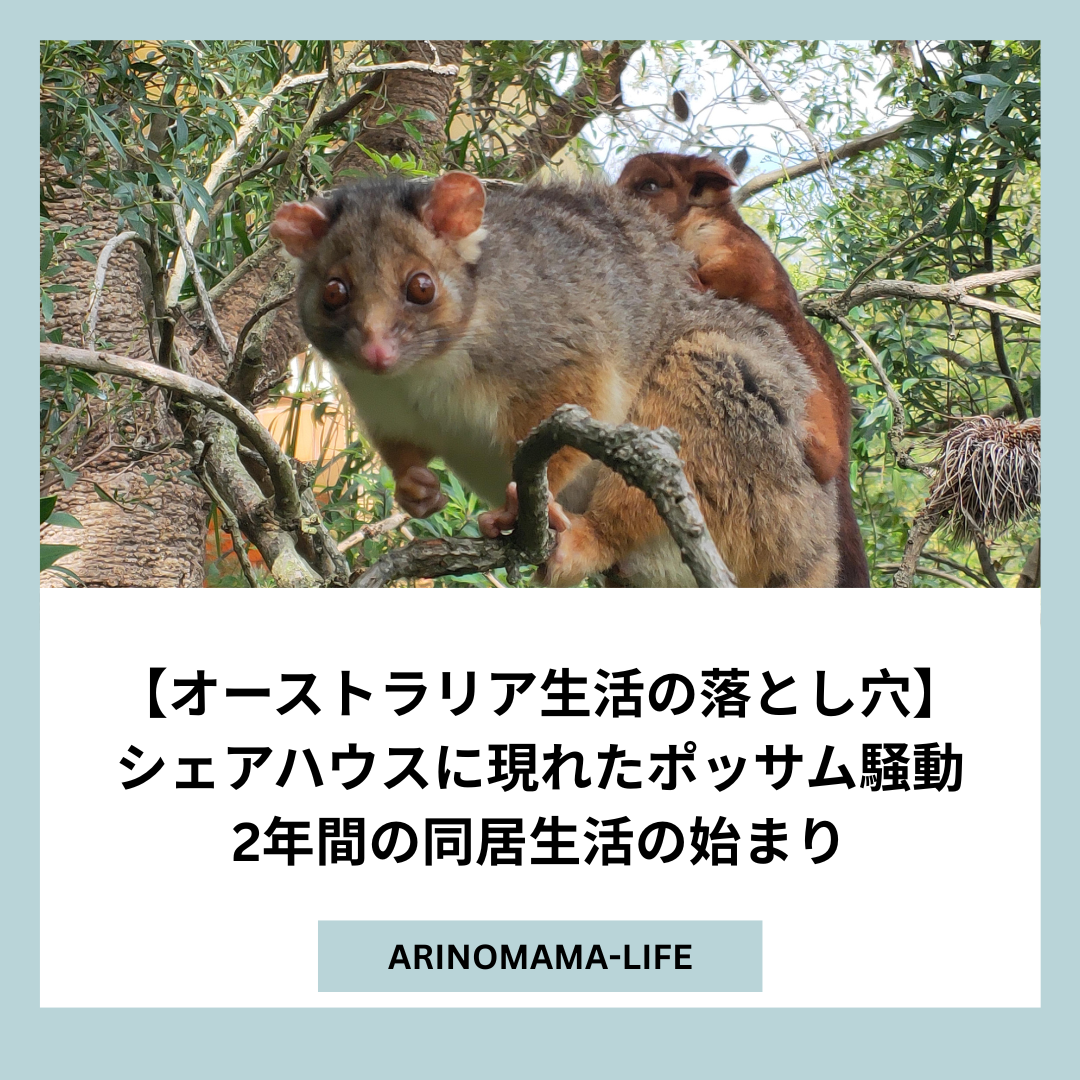 【オーストラリア生活の落とし穴】シェアハウスに現れたポッサム騒動｜2年間の同居生活の始まり